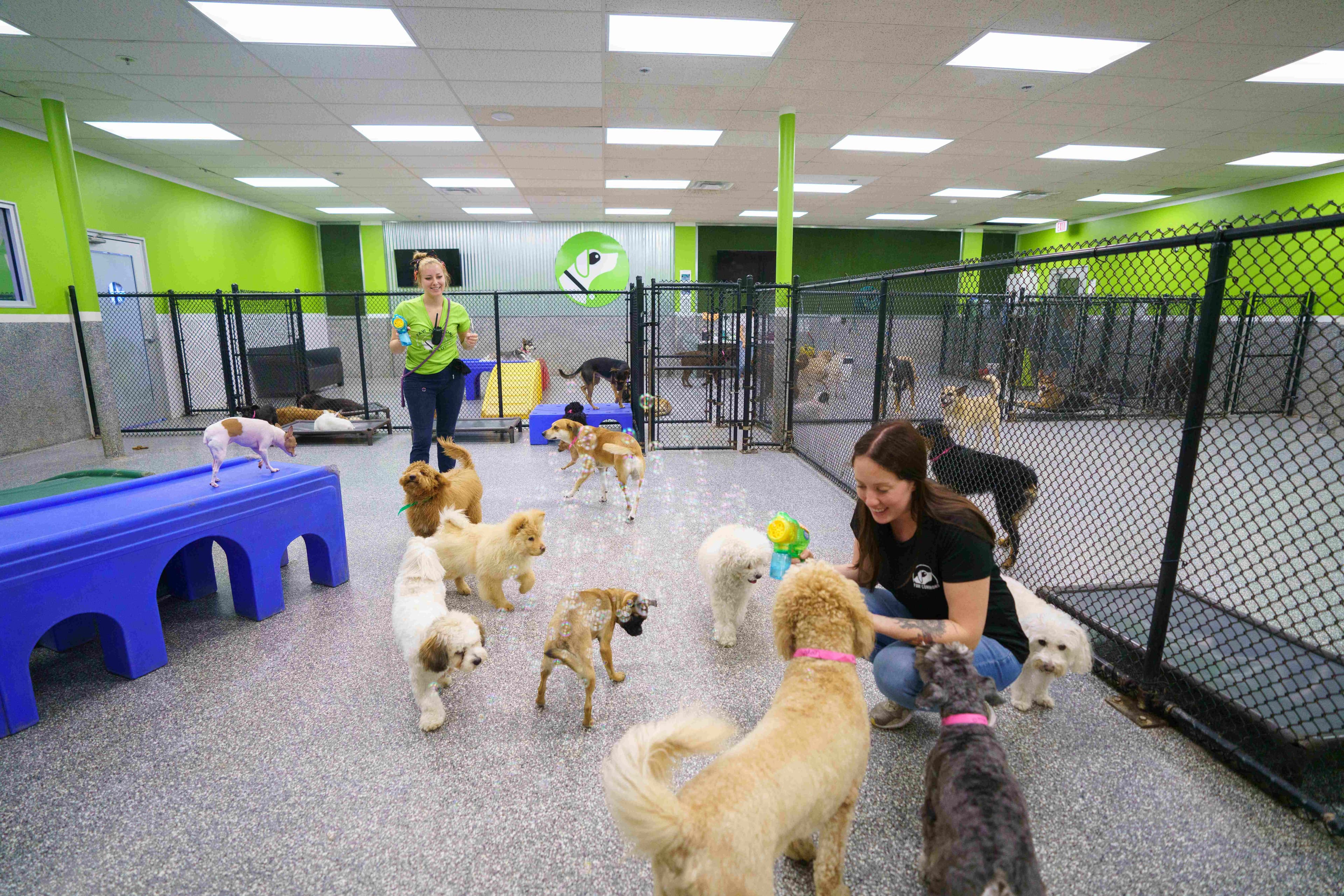 Paw Commons staff members playing with a group of dogs of varied breeds during a group class play session