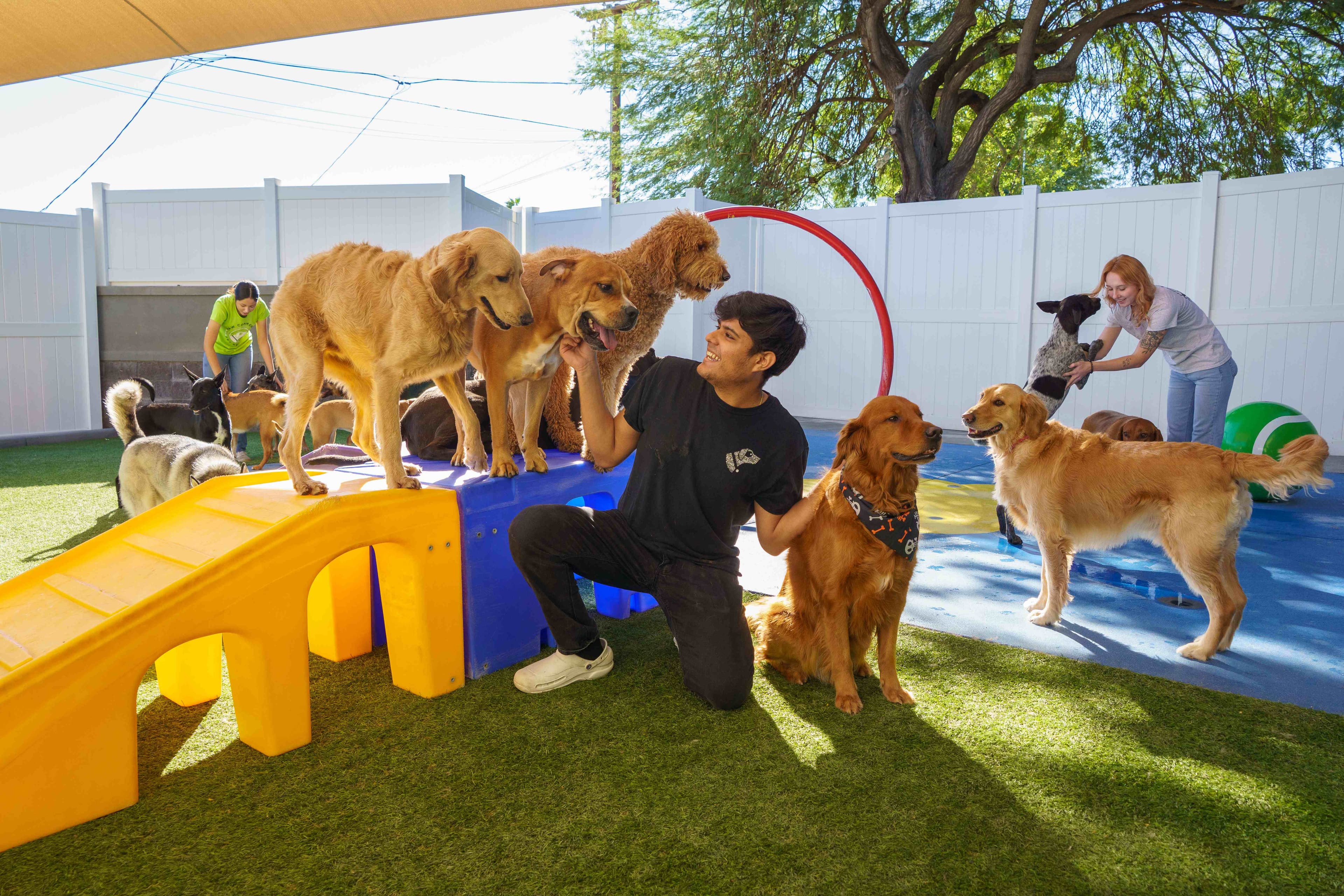 Paw Commons trainers playing with a group of happy dogs on agility equipment at the Scottsdale facility
