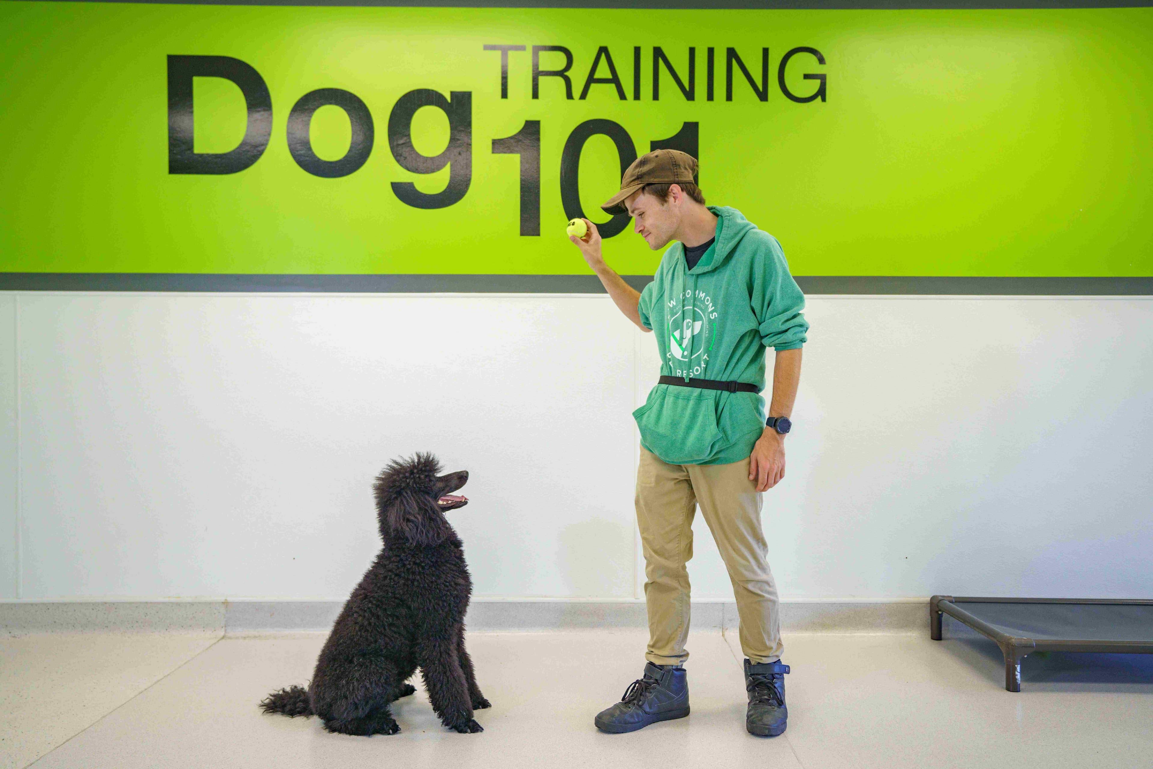 A Paw Commons trainer giving a hand signal to a focused standard poodle during a one-on-one private training session